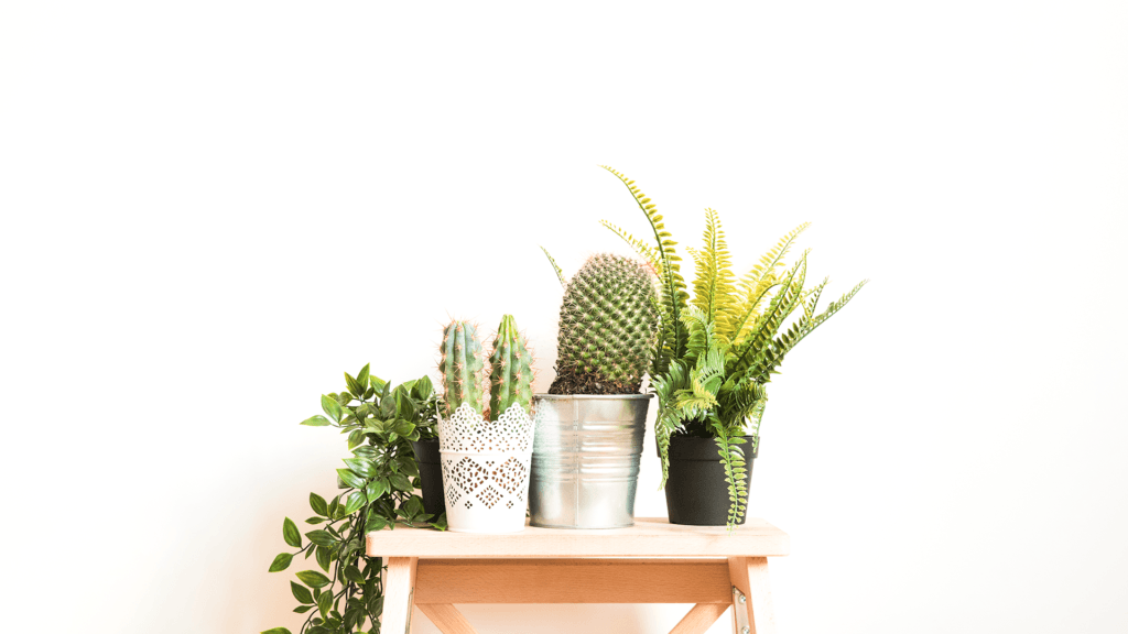 Plantas para apartamento não tóxicas