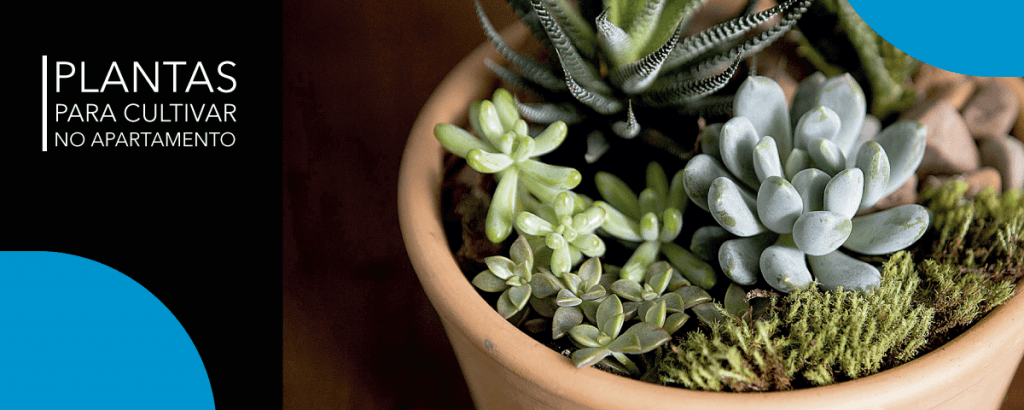 19 plantas para cultivar em apartamento