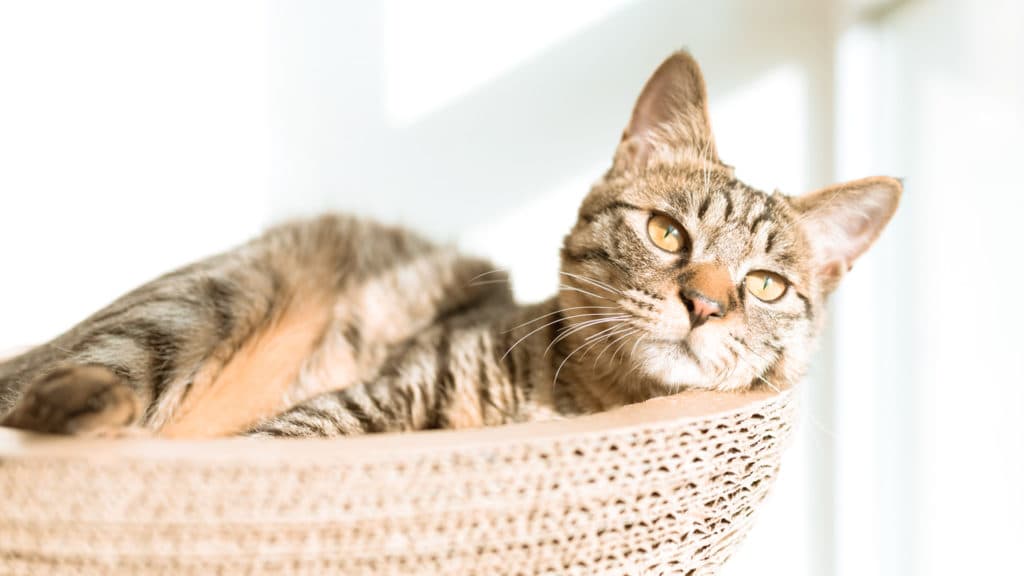 Como preparar a casa para receber um animal de estimação
