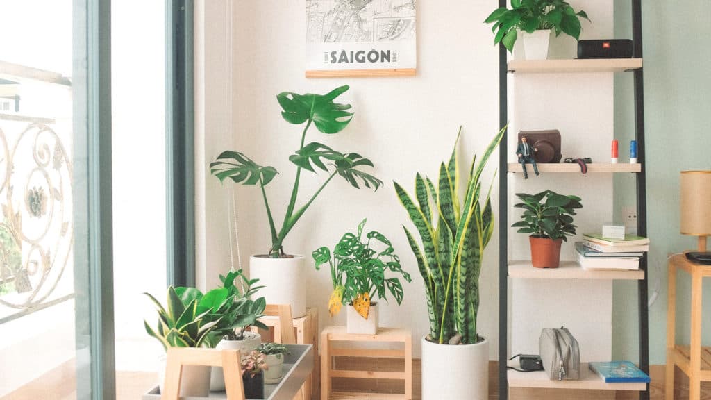 Plantas para a sala de estar